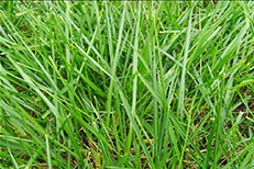 天然草足球場施工