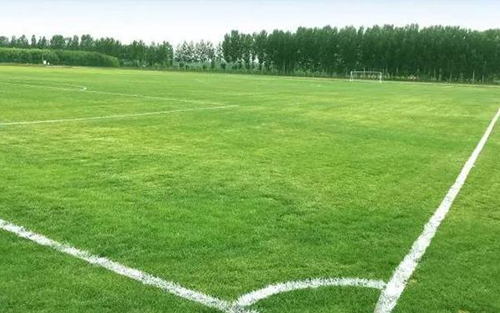 天然草足球場施工